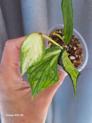 Hoya polyneura inner variegata