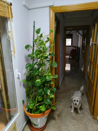 Planta Potos en macetón