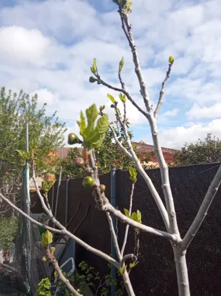 Higuera Brevas Negras Precio por cada una