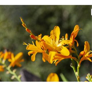 Pianta di Crocosmia George Davidson in vaso