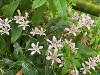 Pianta Tricyrtis formosana Dark Beauty