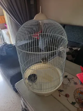 Jaula Ninfas/Inseparables Blanca