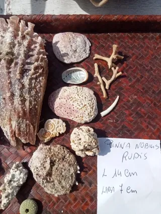 Lotto conchiglie naturali mare