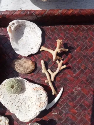 Lotto conchiglie naturali mare