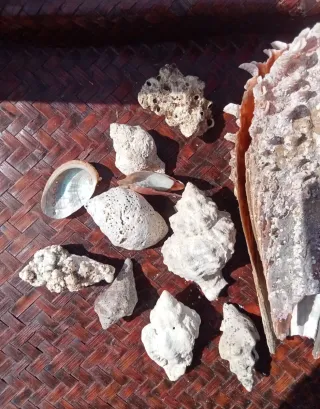 Lotto conchiglie naturali mare