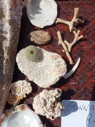 Lotto conchiglie naturali mare