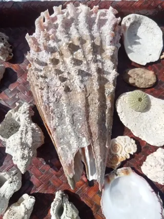 Lotto conchiglie naturali mare