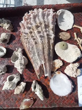 Lotto conchiglie naturali mare