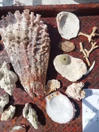 Lotto conchiglie naturali mare