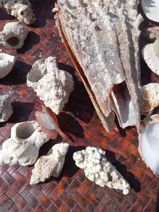 Lotto conchiglie naturali mare