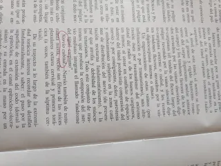 Anatomía Funcional del aparato locomotor