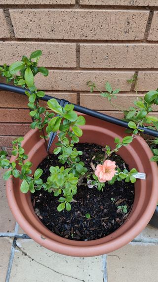 Membrillero de flor naranja