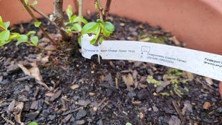 Membrillero de flor naranja