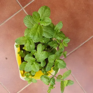 Hierbabuena fresca en maceta