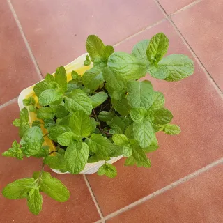 Hierbabuena fresca en maceta