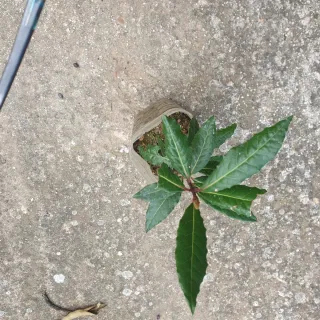 Hierbabuena fresca en maceta