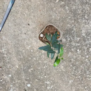 Hierbabuena fresca en maceta