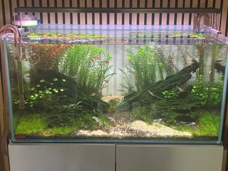 Acuario óptico 90p(200 litros)