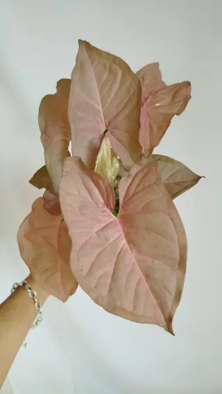 Planta Syngonium Neon Rosa
