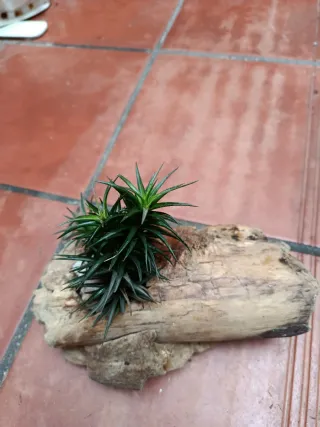 Planta de aire natural en tronco