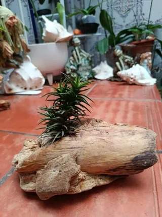 Planta de aire natural en tronco