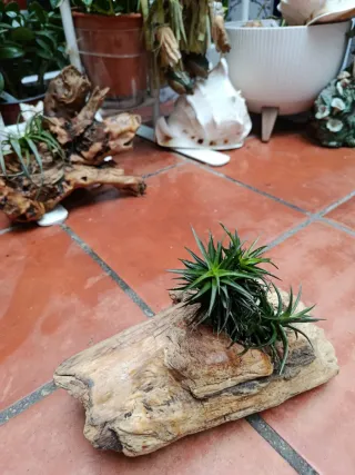 Planta de aire natural en tronco