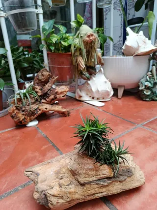 Planta de aire natural en tronco