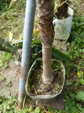 Planta natural Yucca