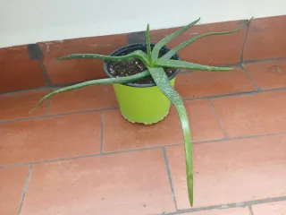 Planta Aloe Vera en Maceta