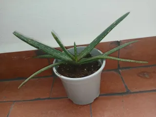 Planta Aloe Vera en Maceta