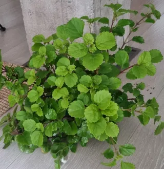 Planta del Dinero GIGANTE.