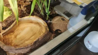 Terrario grande reptiles con fondo rocoso.