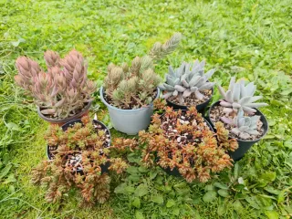 Pack de para Mónica