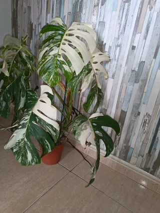 Monstera Variegada Planta