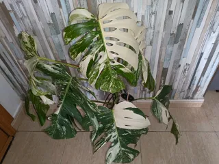 Monstera Variegada Planta