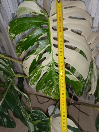Monstera Variegada Planta