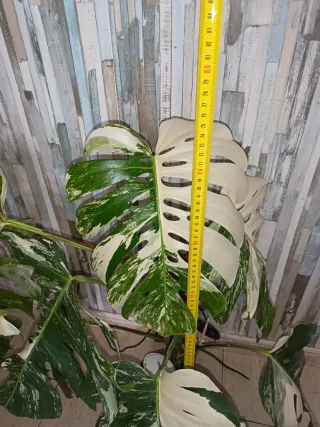 Monstera Variegada Planta