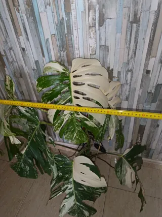Monstera Variegada Planta