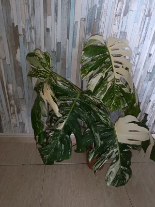 Monstera Variegada Planta
