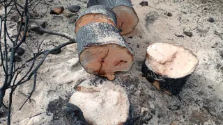 Leña de encina 120 la tonelada