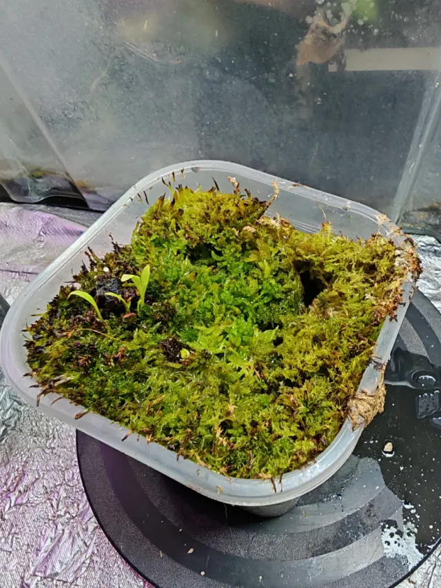 Tarro de musgo con Cephalotus bebé