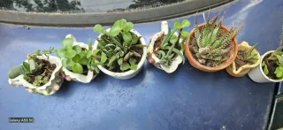 7 Piantine Grasse in Vasi Decorati