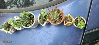 7 Piantine Grasse in Vasi Decorati