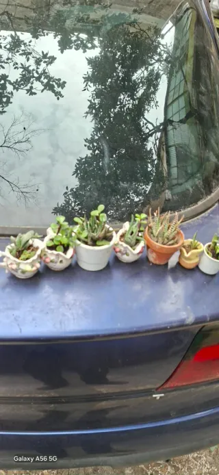 7 Piantine Grasse in Vasi Decorati