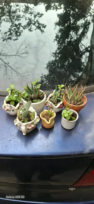 7 Piantine Grasse in Vasi Decorati