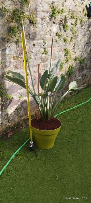 Planta Ave del Paraíso o Strelitzia reginae.