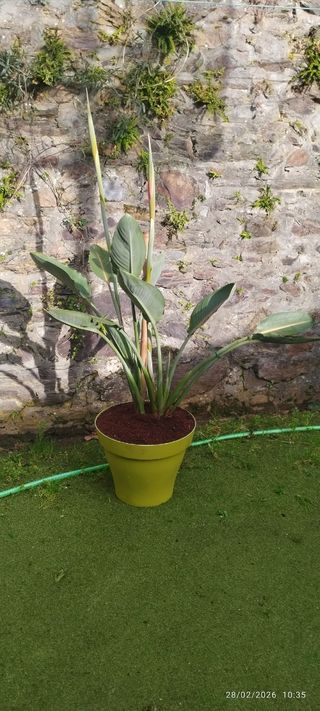 Planta Ave del Paraíso o Strelitzia reginae.