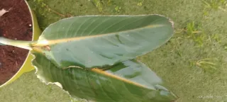 Planta Ave del Paraíso o Strelitzia reginae.