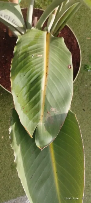 Planta Ave del Paraíso o Strelitzia reginae.