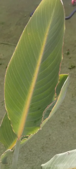 Planta Ave del Paraíso o Strelitzia reginae.